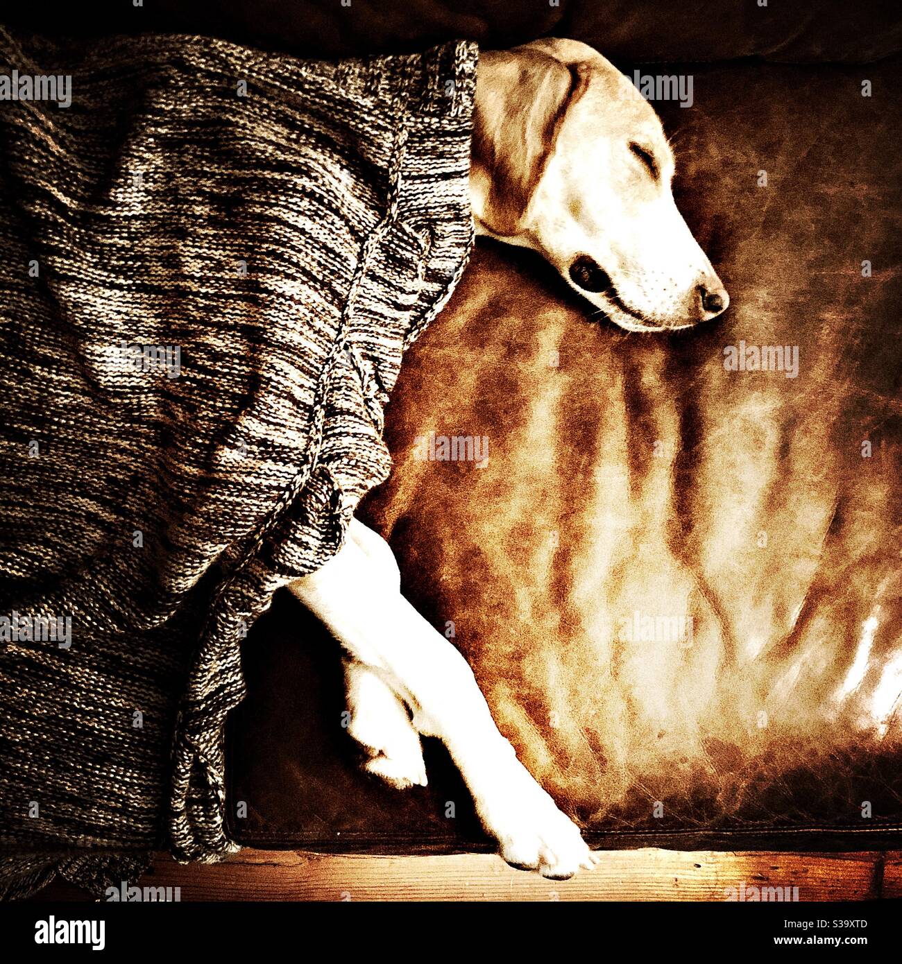 A hound dog under a blanket sleeps on a leather sofa Stock Photo Alamy