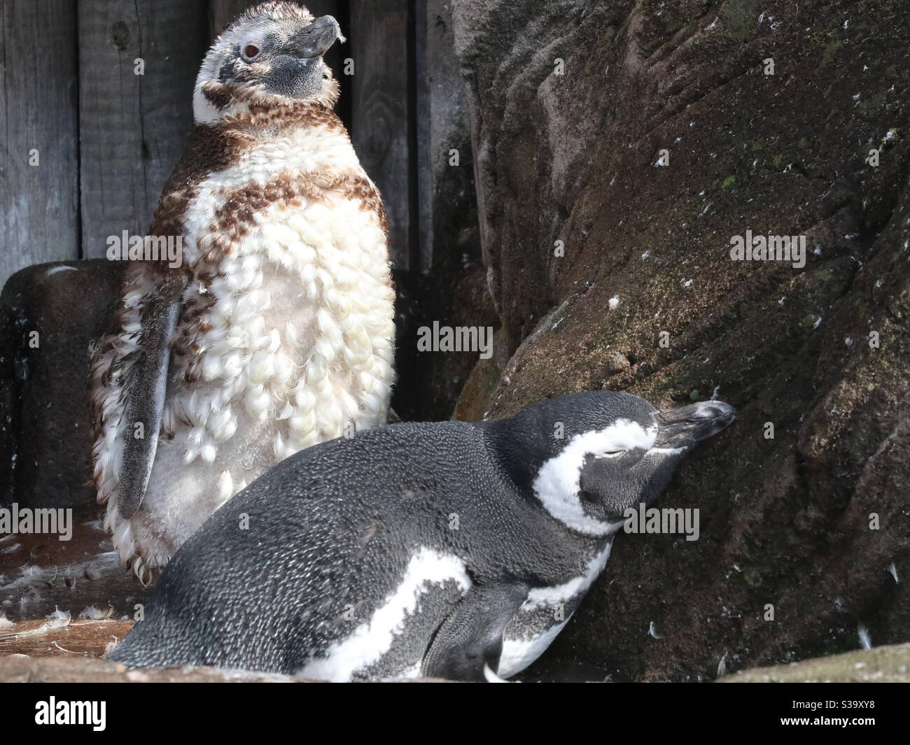 Time to shed a load... Feathers that is its molting time again - Smartphone Captured Stock Image