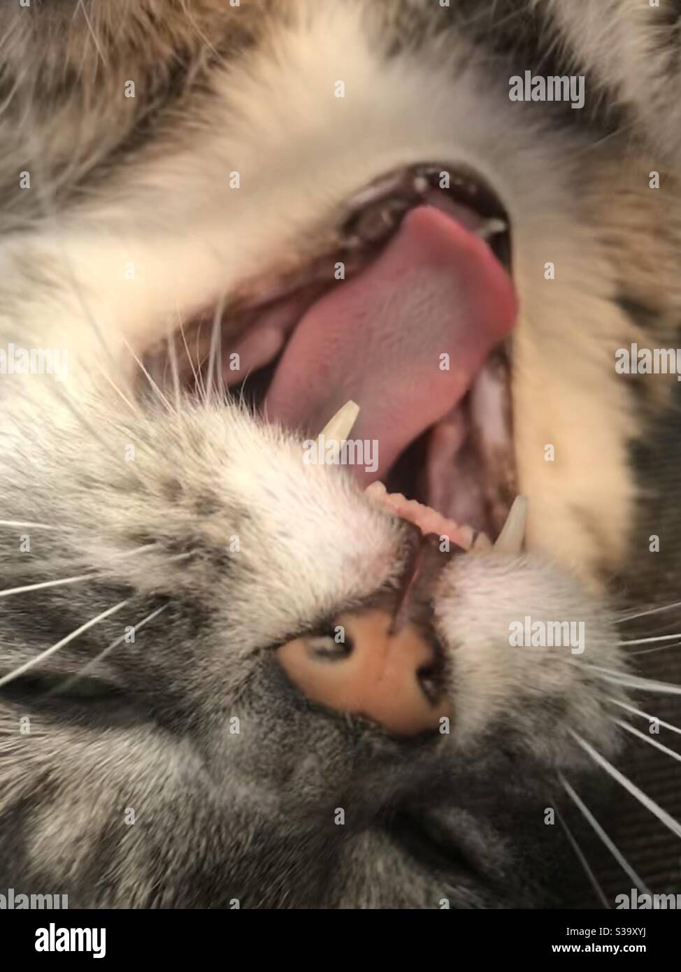 Yawning cat Stock Photo