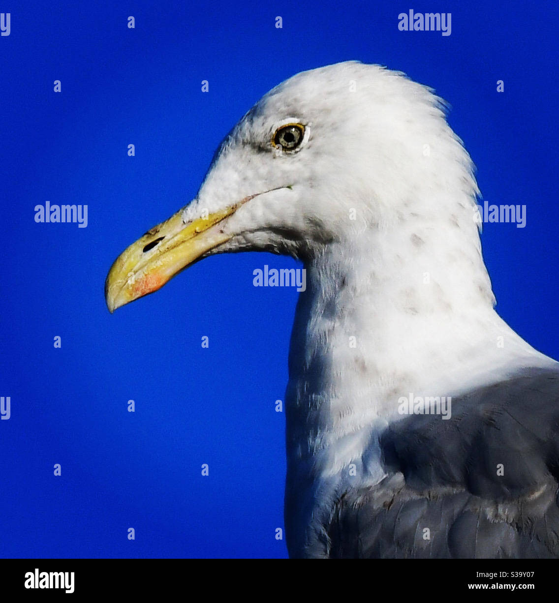 Seagull In Blue - Smartphone Captured Stock Image