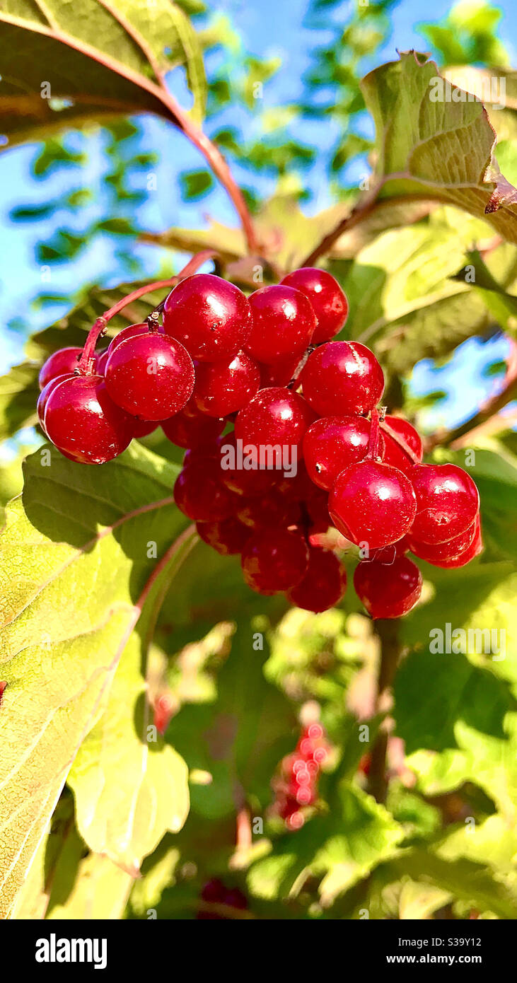 Bright fall color - Smartphone Captured Stock Image