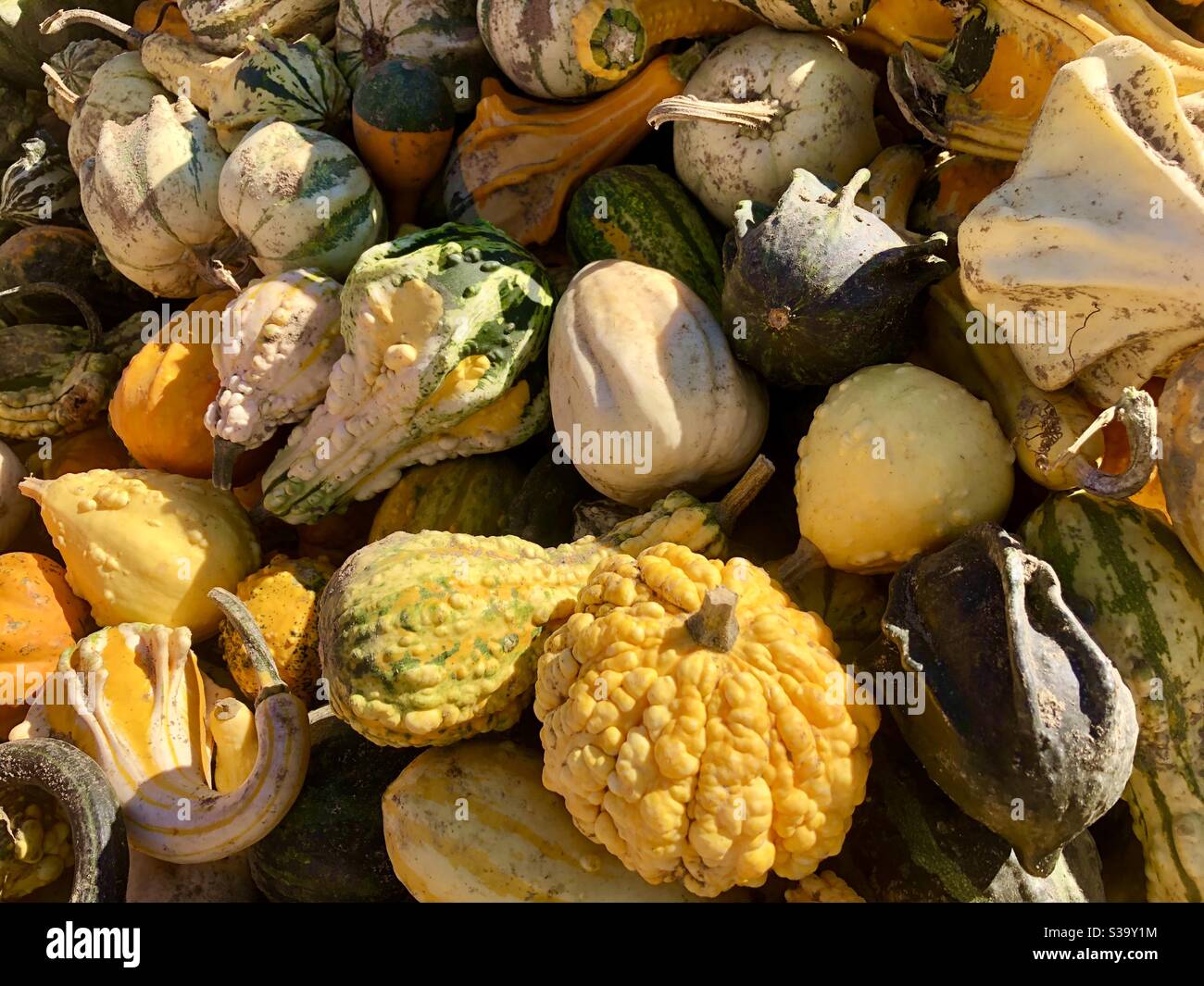 Gourds on the farm - Smartphone Captured Stock Image