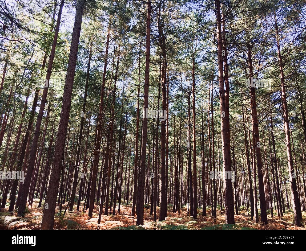 Cant see the wood for the trees hi res stock photography and images alamy