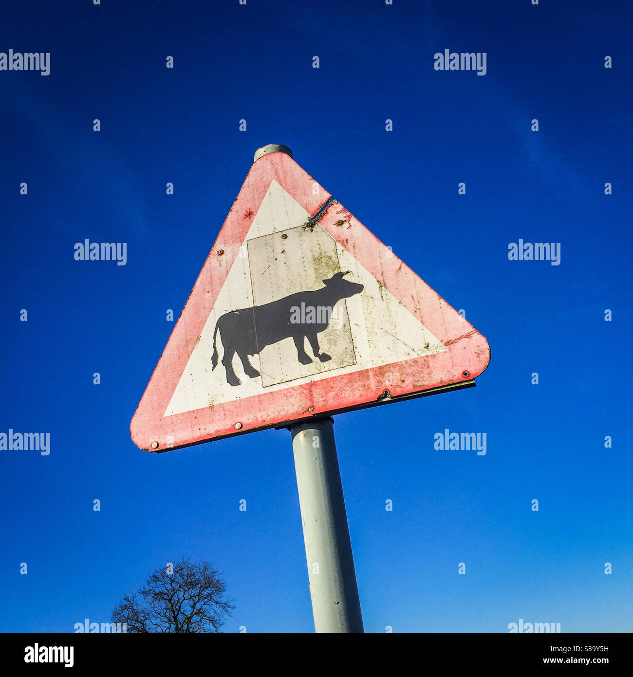 Warning sign - Look out for cattle - Smartphone Captured Stock Image