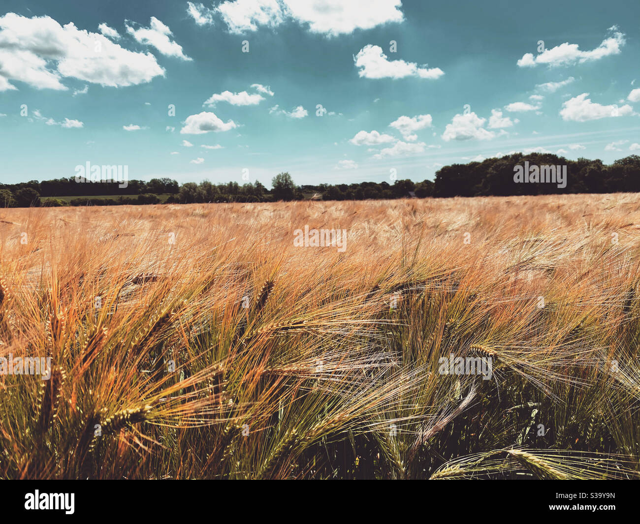 Field of Gold - Smartphone Captured Stock Image