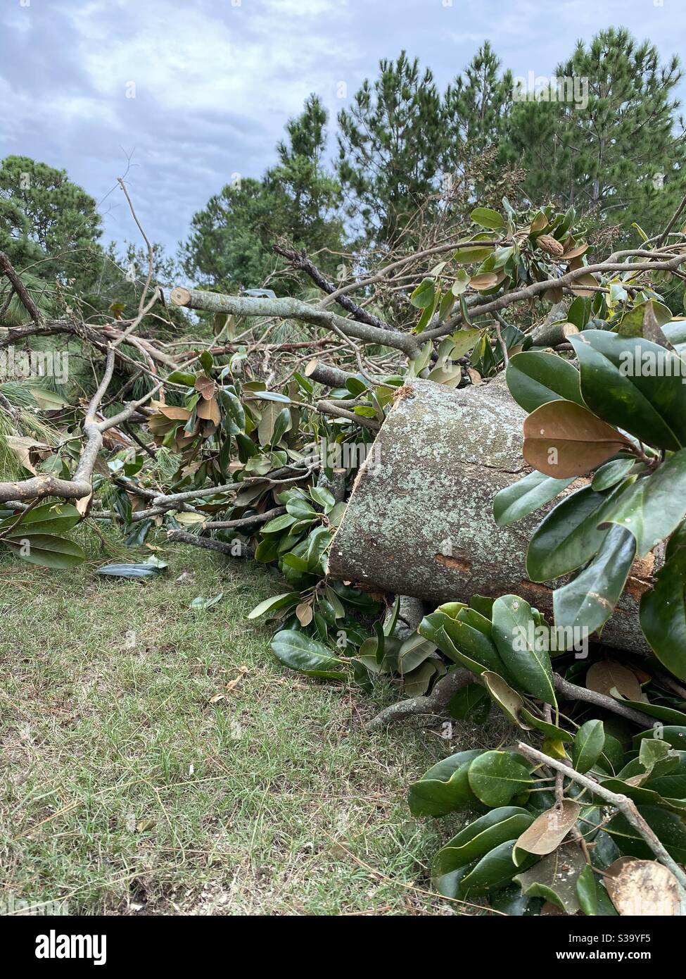 Large area of trees damaged by winds of Hurricane Sally Florida - Smartphone Captured Stock Image