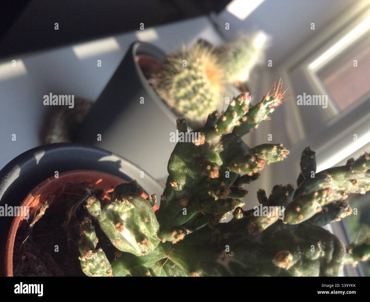 Cactus plant Stock Photo