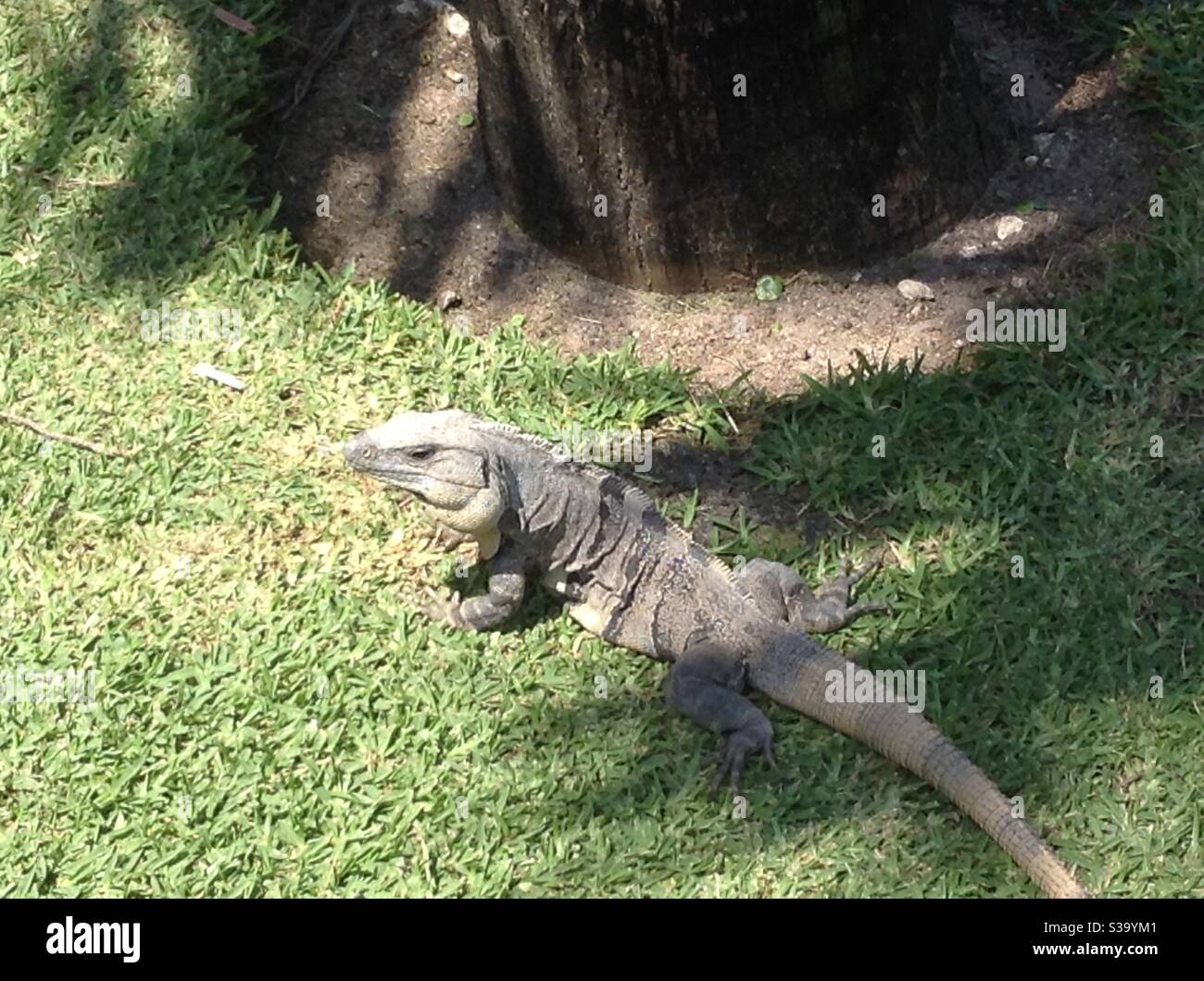 Lizard cooling off in the shade on the grass under a tree Stock Photo