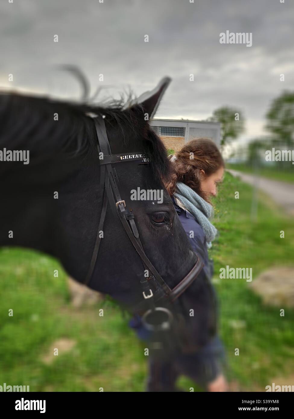 From horse perspective - Smartphone Captured Stock Image