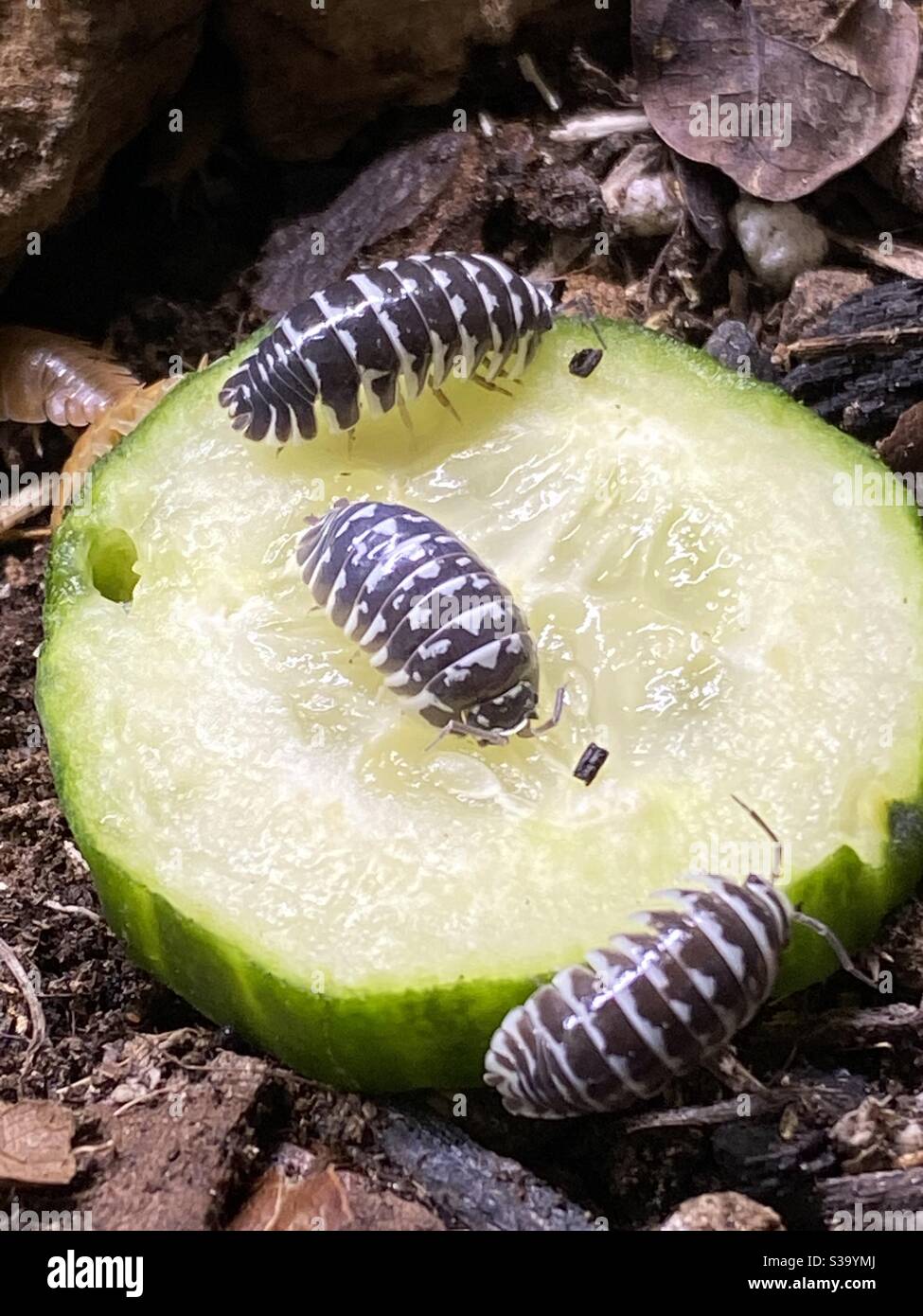 Zebra isopods on a slice of cucumber Stock Photo