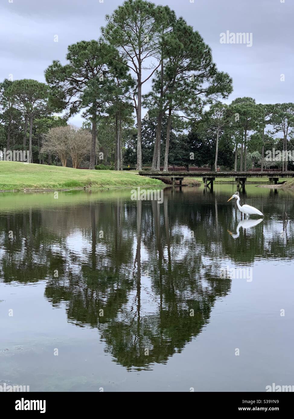 White heron wading in a pond of water with pine trees reflecting onto the water - Smartphone Captured Stock Image