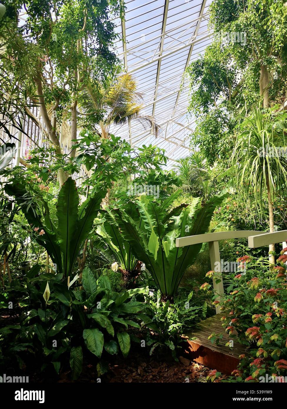 Tropical plants on the conservatory of the Barbican Centre Stock Photo