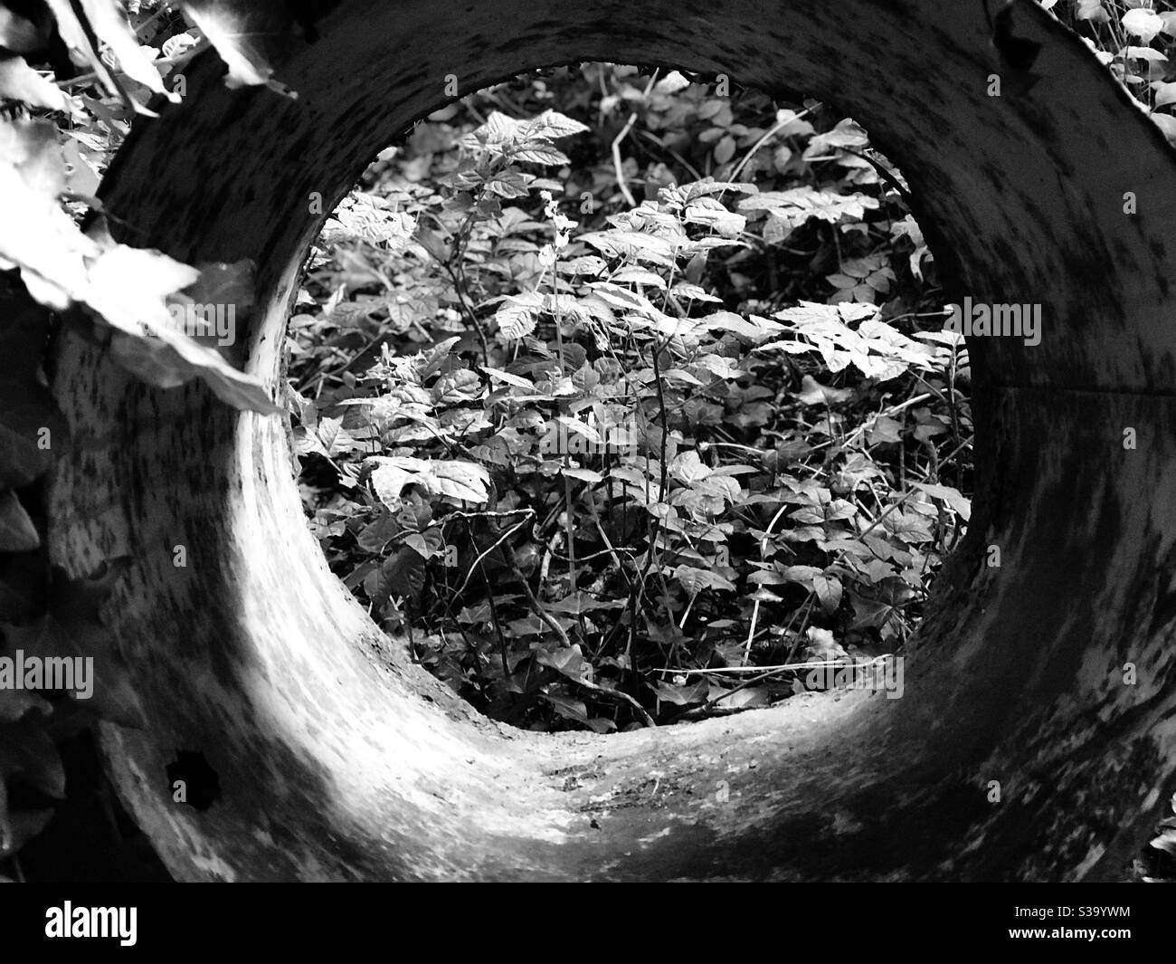 the tunnel in the woods - Smartphone Captured Stock Image