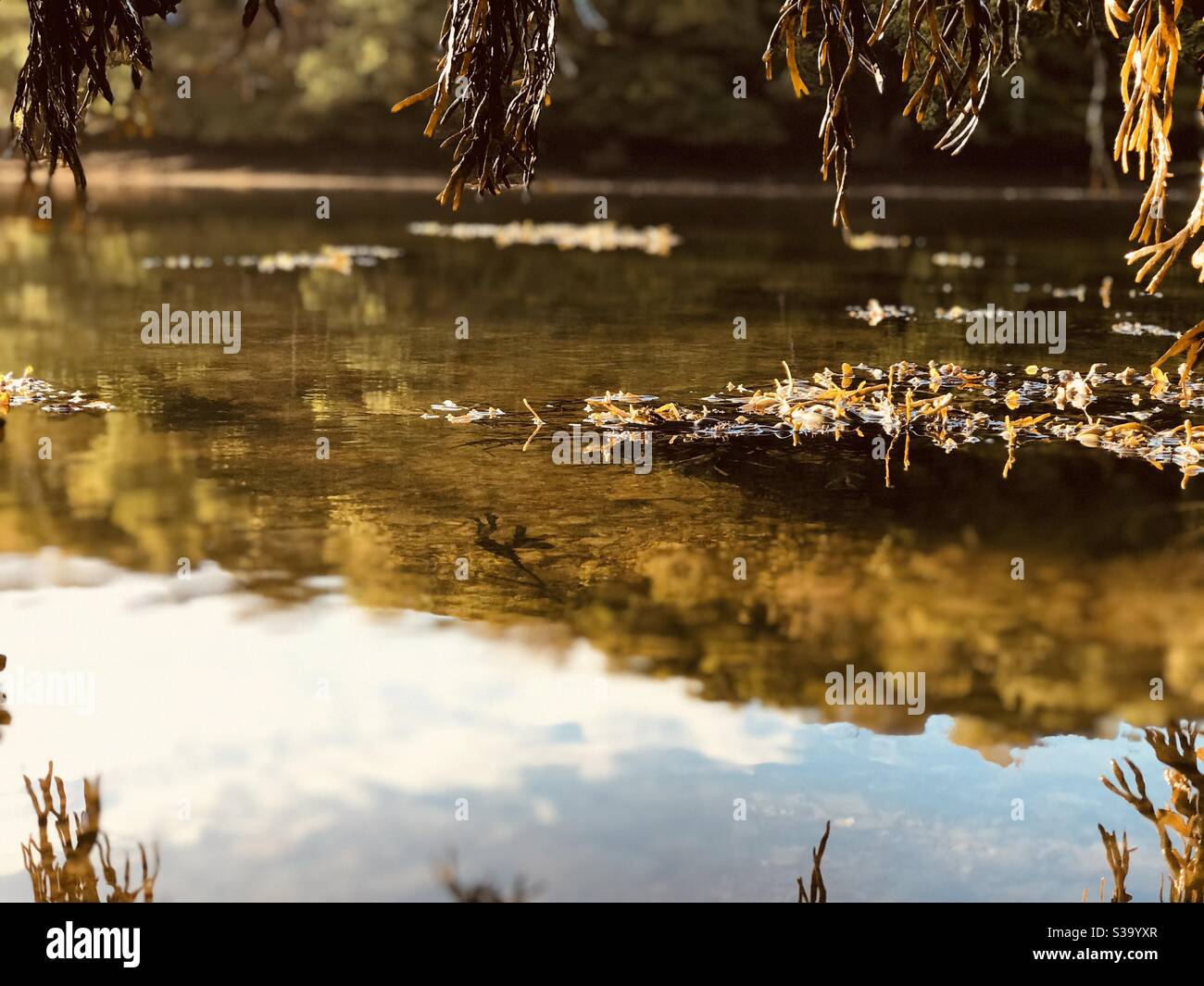 blissful light on the creek - Smartphone Captured Stock Image