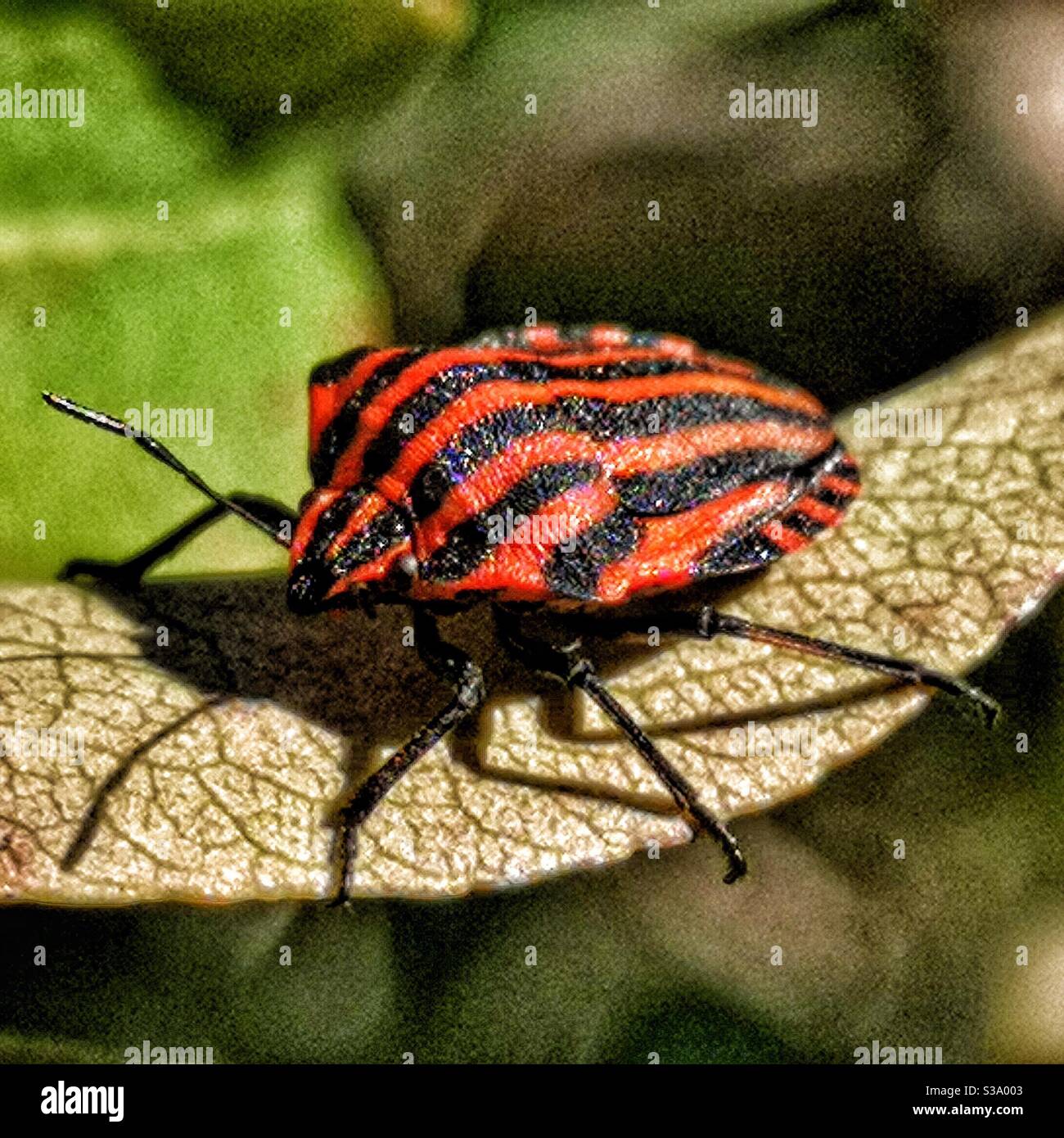 Red and black striped shield bug Stock Photo Alamy
