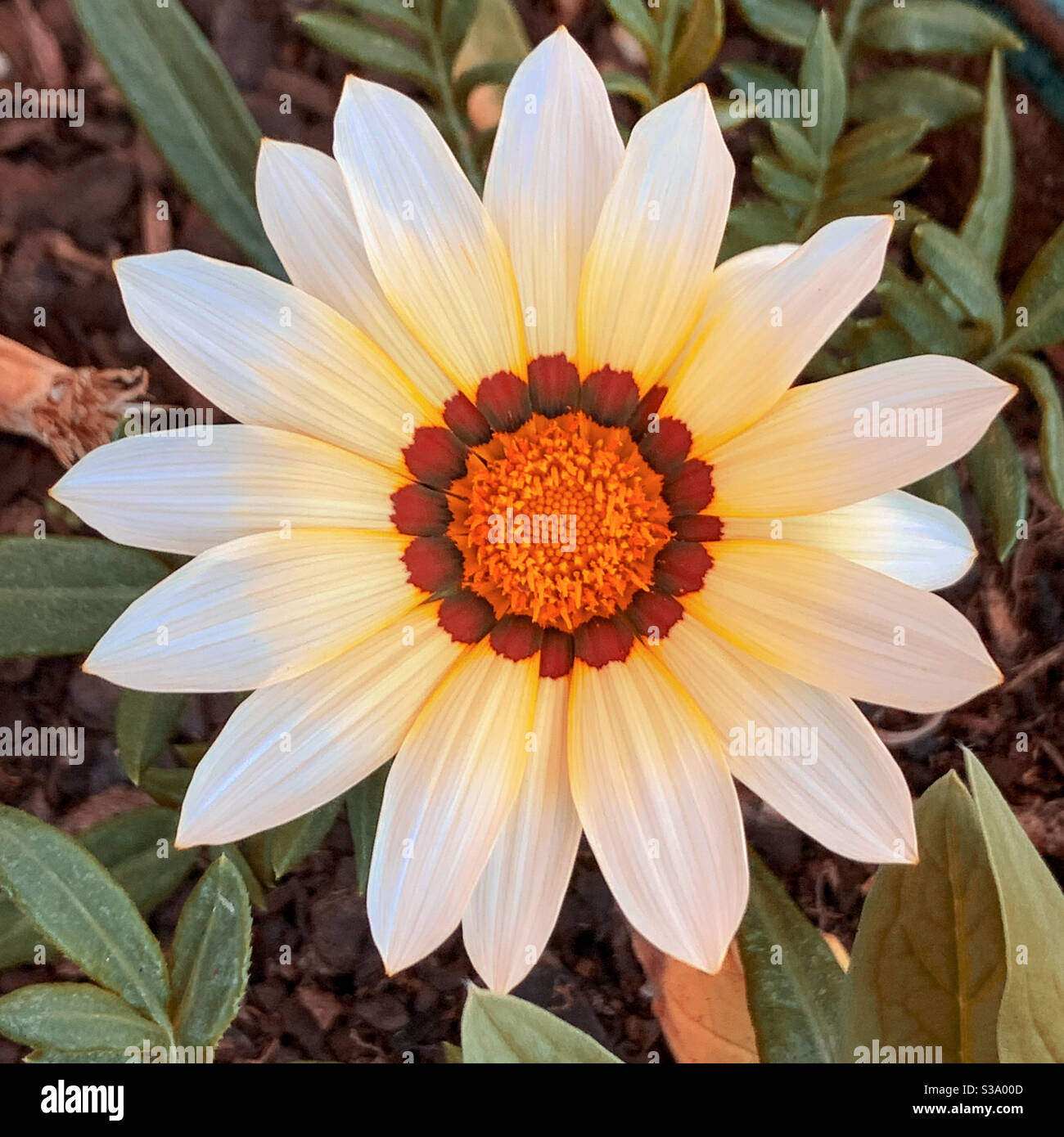 Like a mini sunshine, Daisy in the garden in full bloom, it’s white petals graduating to yellow then red  near the centre appear to be glowing Stock Photo