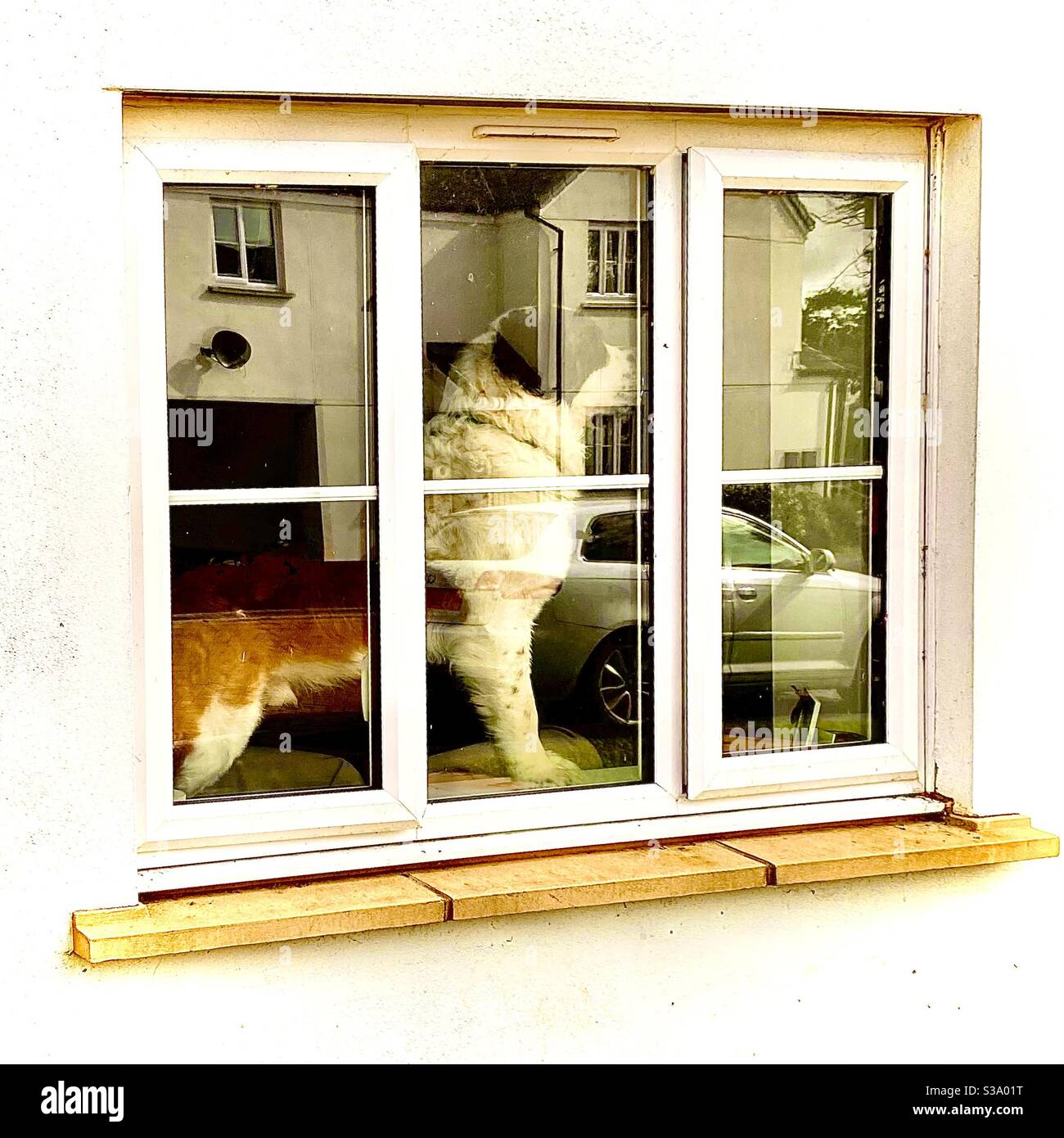 St Bernard dog in the window. Stock Photo