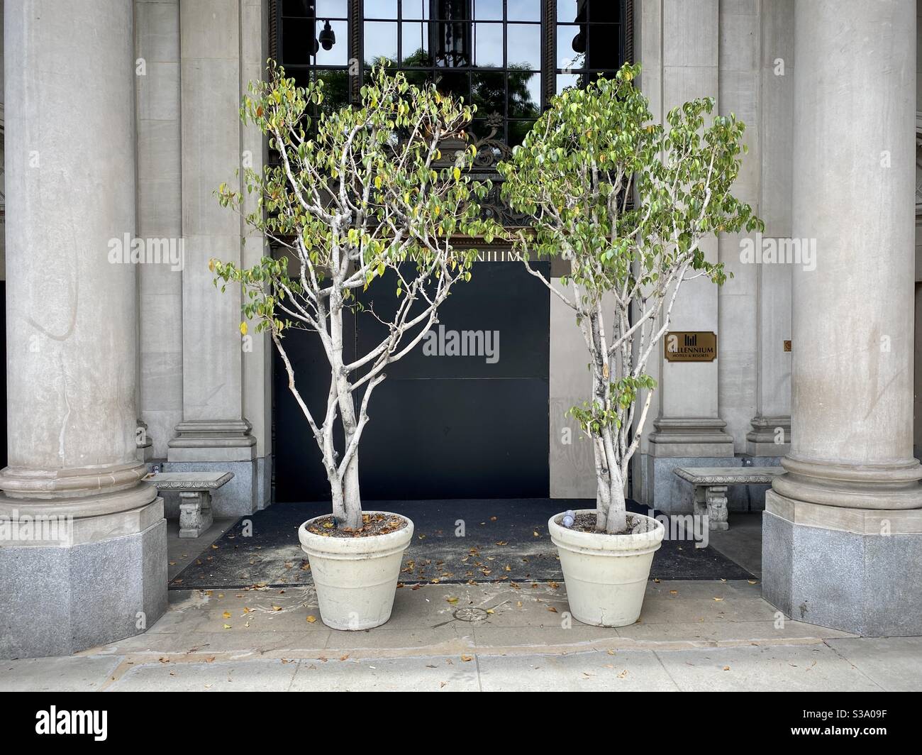 LOS ANGELES, CA, JUN 2, 2020: boarded up main entrance with small trees in tubs pulled across at the Millennium Biltmore hotel in Downtown during Black Lives Matter protests - Smartphone Captured Stock Image