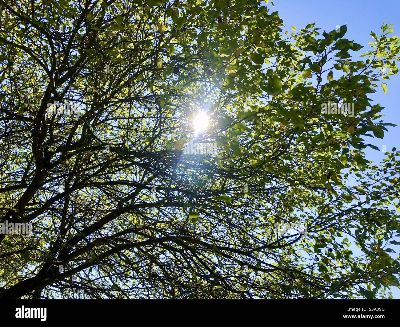 Leafy canopy Stock Photo Alamy