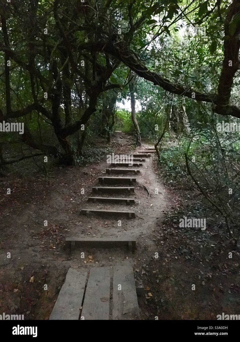 Wooden Bridge over stream and Steps up through woodland - Smartphone Captured Stock Image Wooden Bridge over stream and Steps up through woodland - Smartphone Captured Stock Image
