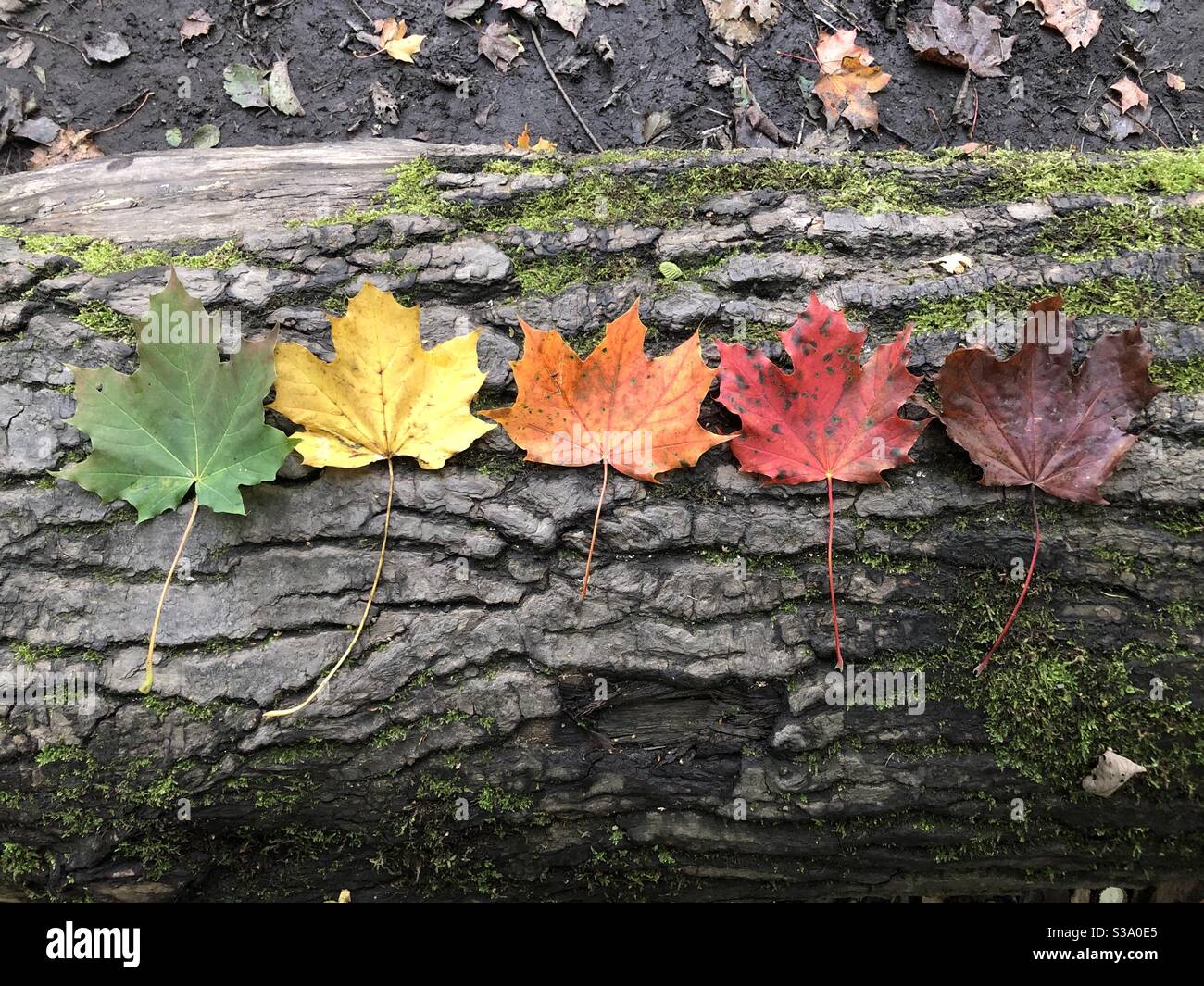 Leaves in various colours of fall or autumn, yellow orange red, arranged in a line - Smartphone Captured Stock Image