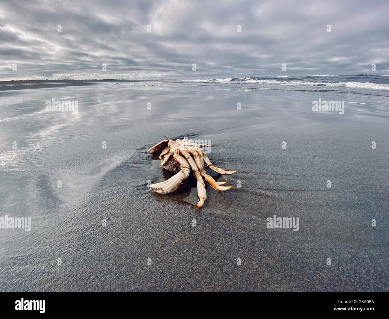 Crab carcass washed ashore in Long Beach, Washington, the longest beach in United States Stock Photo