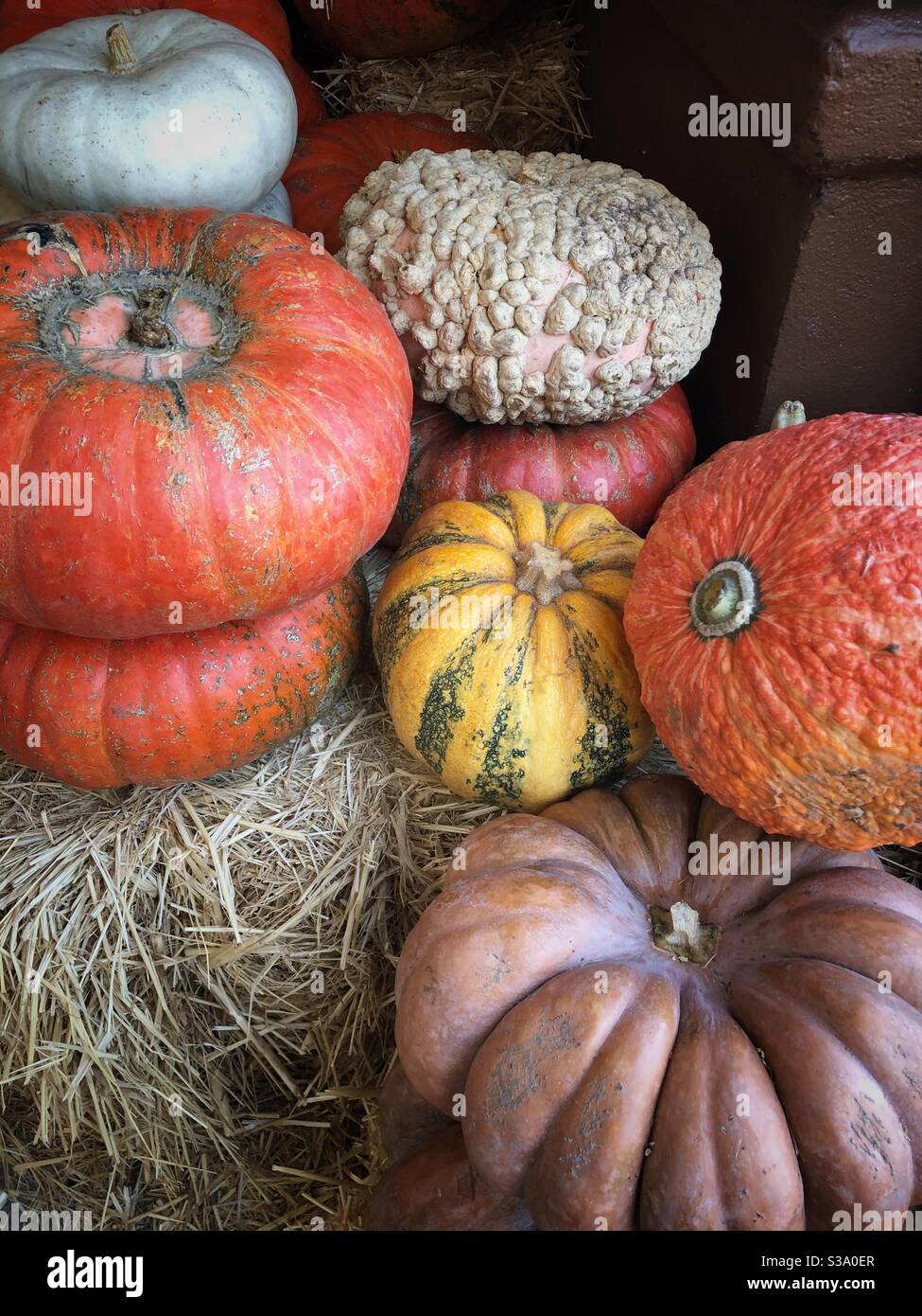 Pumpkins announcing the arrival of autumn! Stock Photo