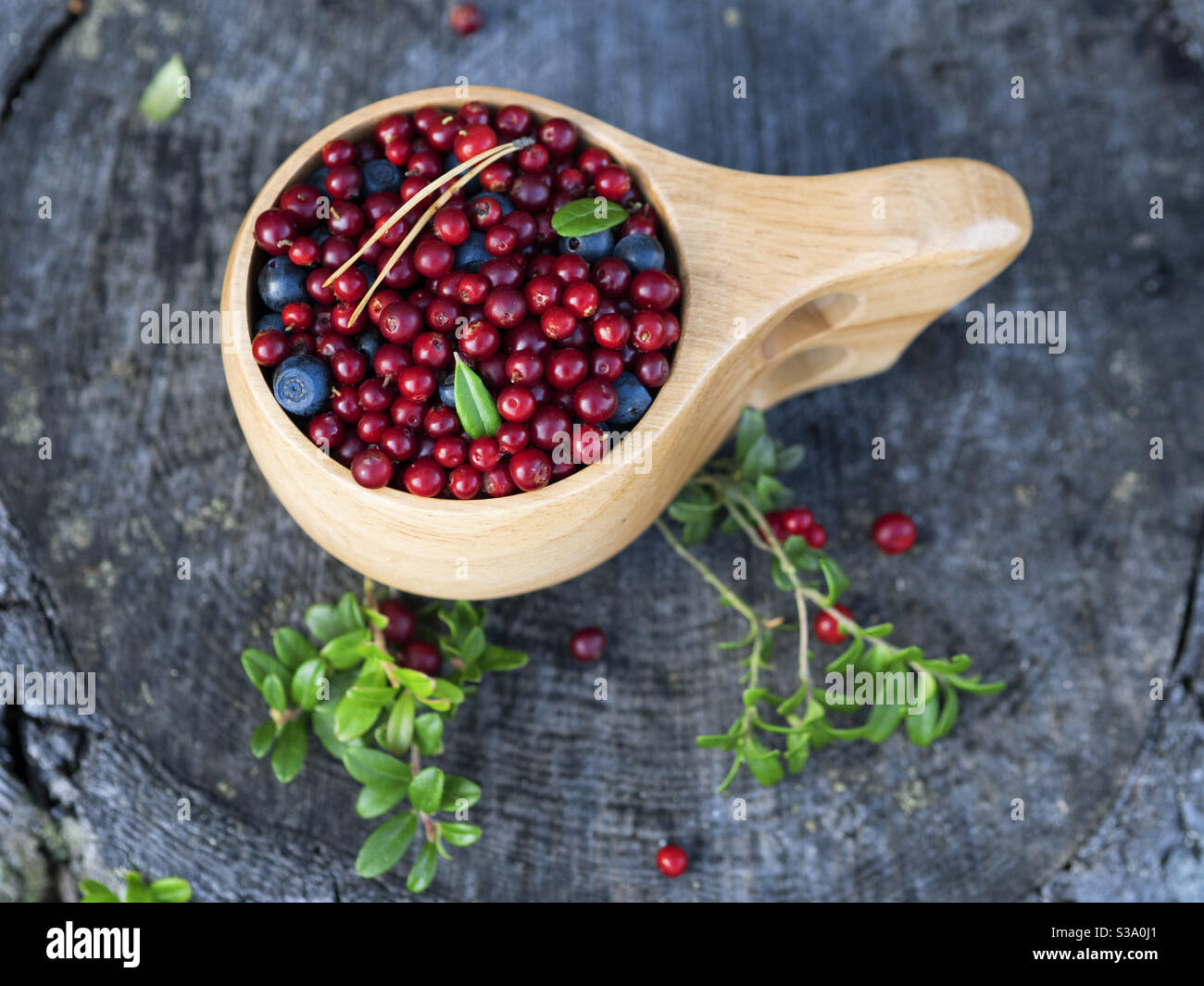 Fresh lingonberries in a wooden mug on a stump in a forest. Delicious and healthy food concept. Stock Photo