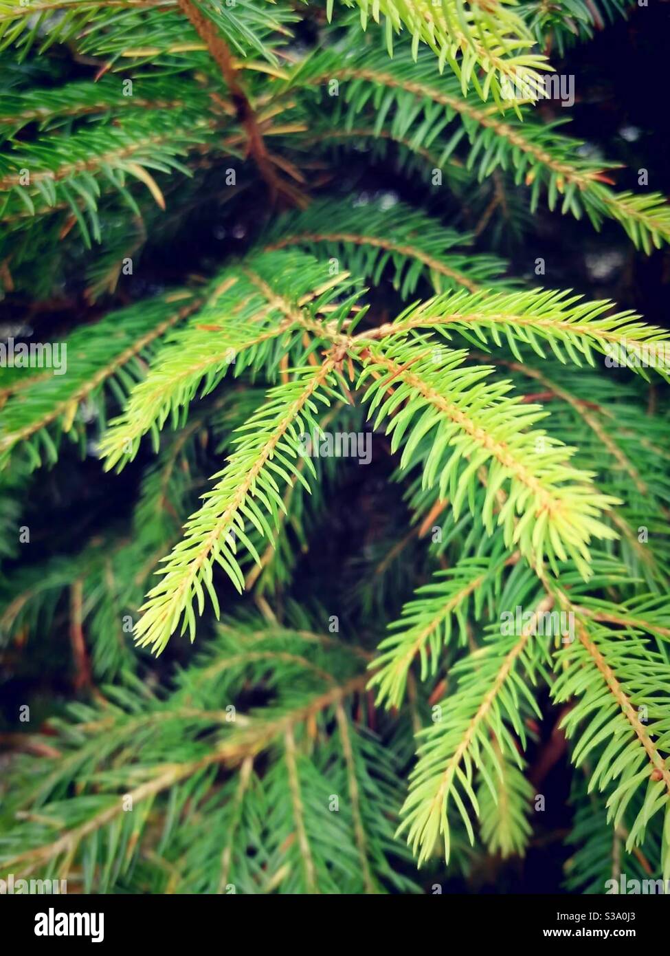 A close up photograph of the branches and pine needles of a Christmas tree. Fir, conifer tree. - Smartphone Captured Stock Image