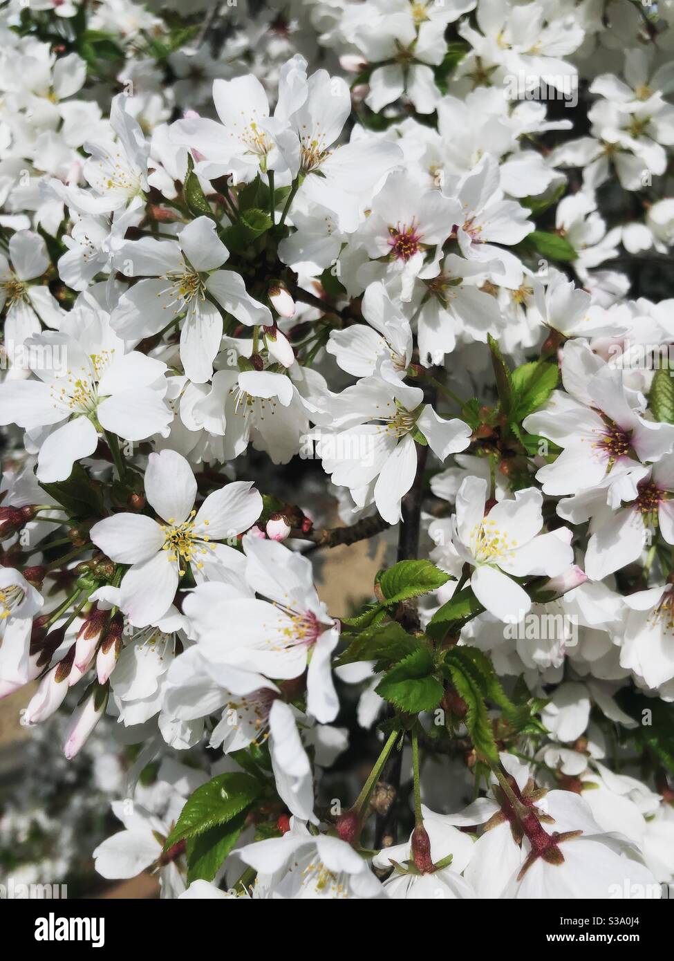 Weeping cherry blossom tree hires stock photography and images Alamy