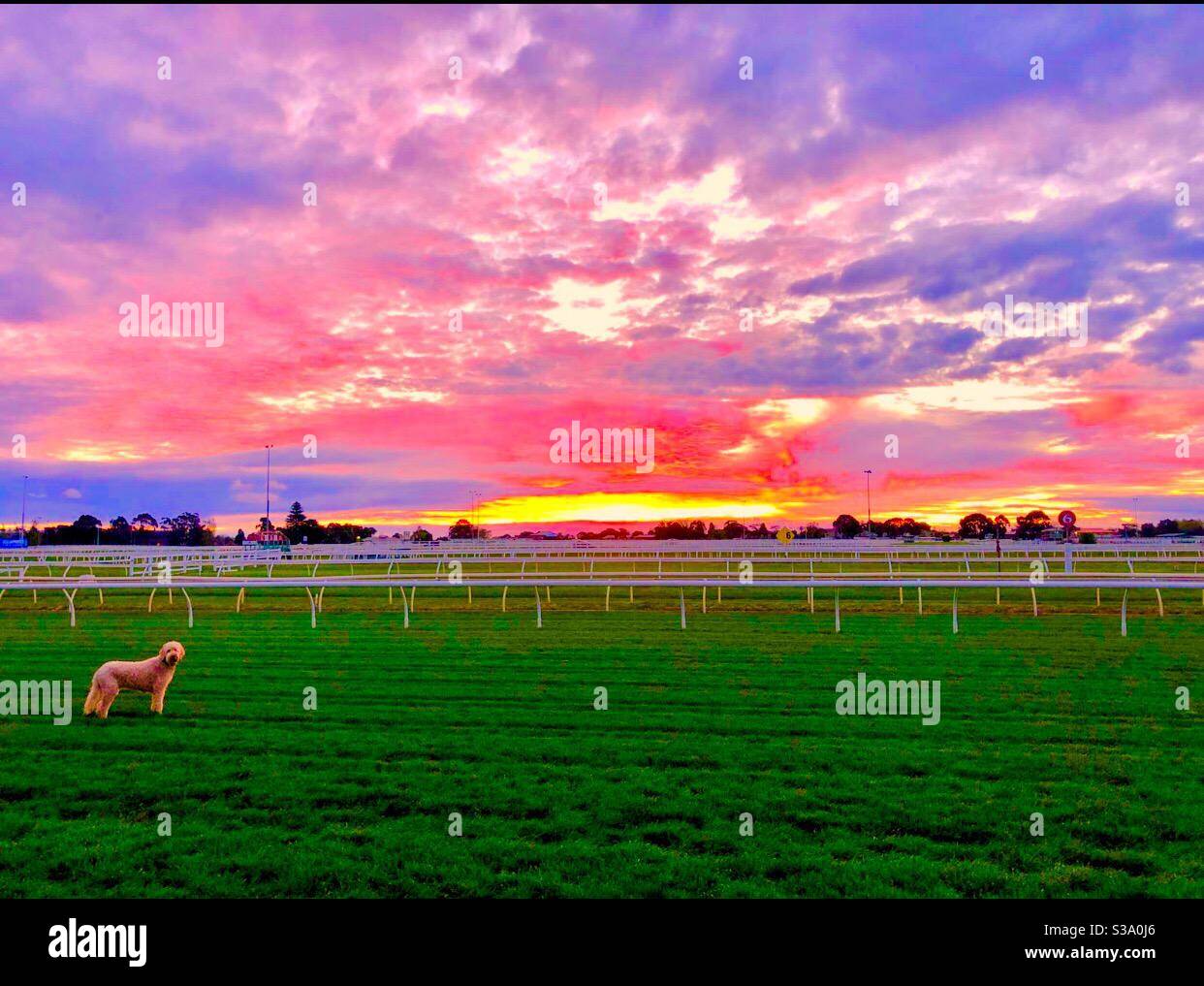 Visit Australia, sunrise, Melbourne, Australia, dog. Pet, labra doodle, - Smartphone Captured Stock Image