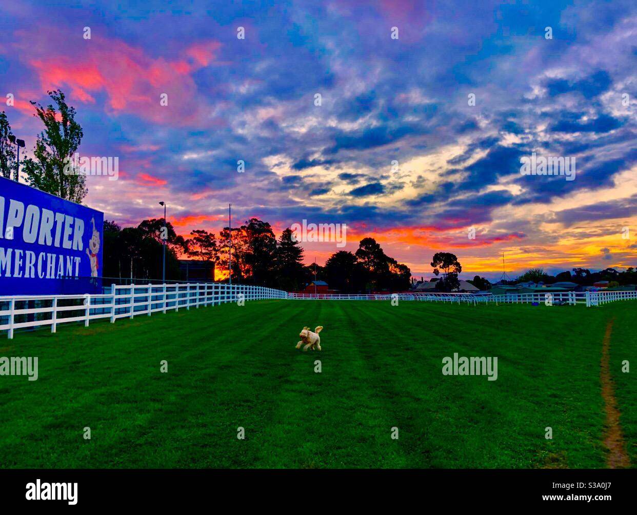 Visit Australia, sunrise, Melbourne, Australia, dog. Pet, labra doodle, - Smartphone Captured Stock Image