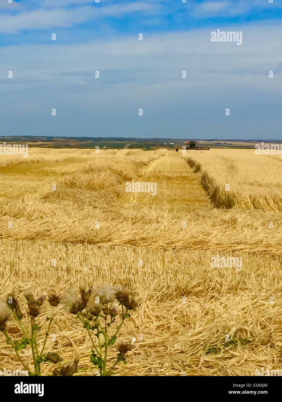 Alberta bound, harvesting, grain, field, swather,prairie, agriculture