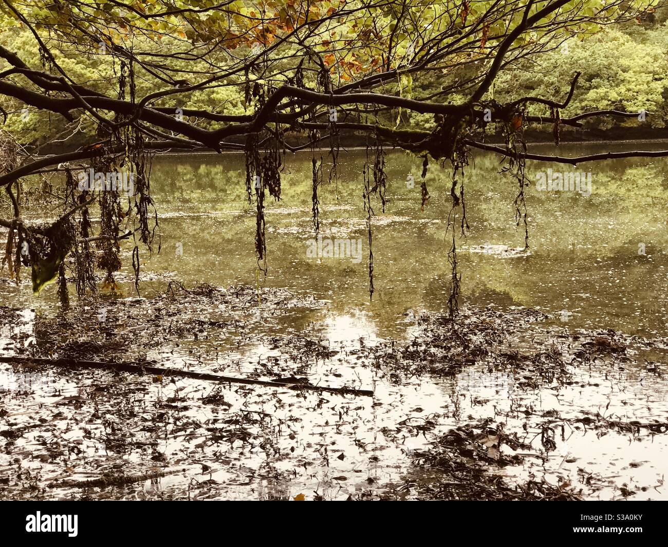 vertical seaweed - Smartphone Captured Stock Image