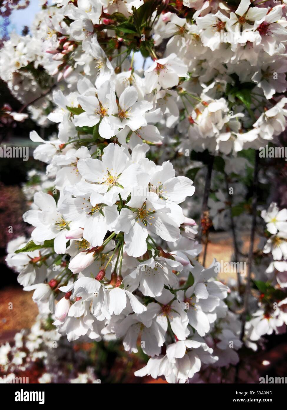 White Weeping Cherry Tree High Resolution Stock Photography And Images Alamy