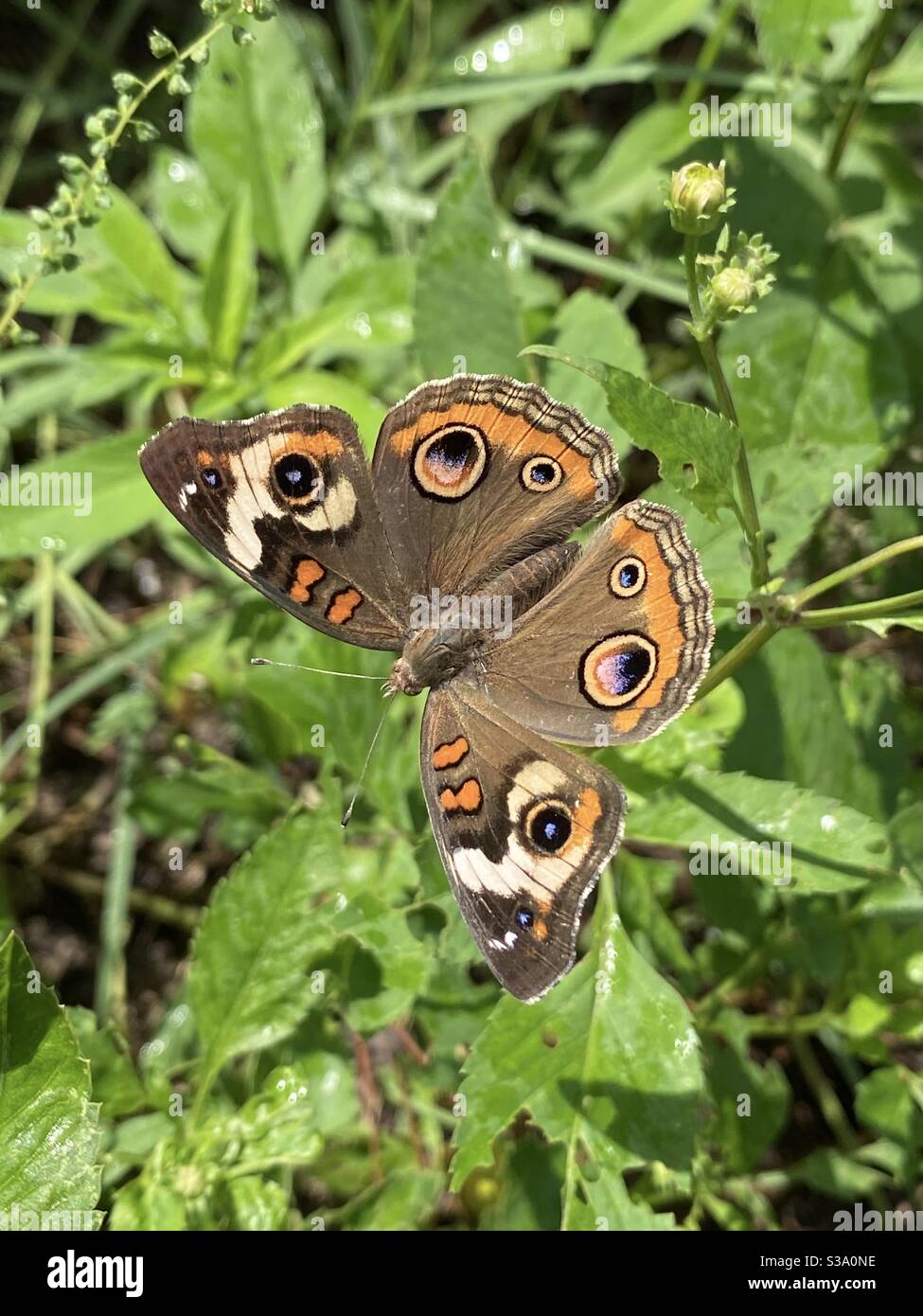 Colorful buckeye butterfly on forest plants - Smartphone Captured Stock Image