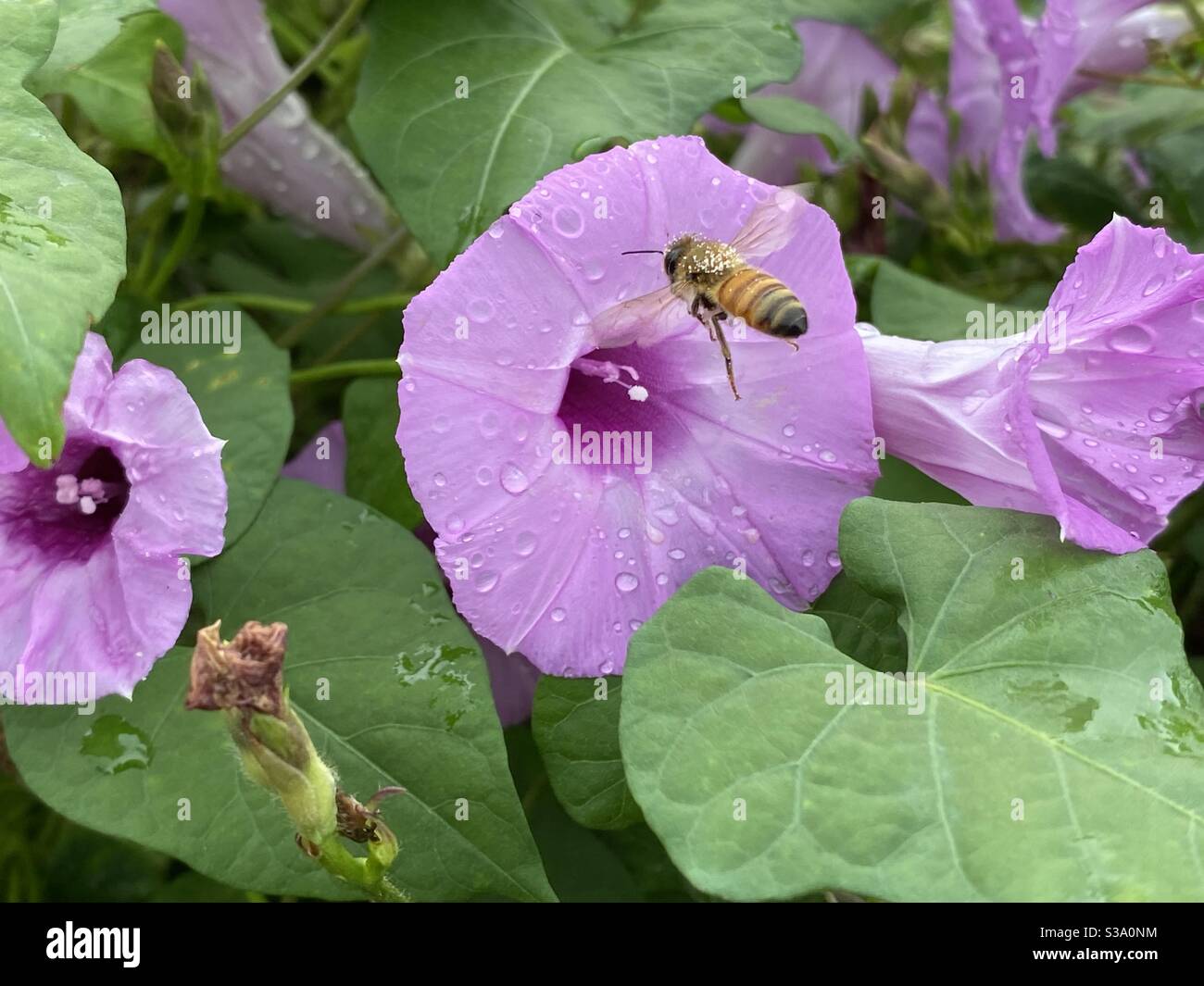 Honeybee flying to pink bindweed flowers - Smartphone Captured Stock Image