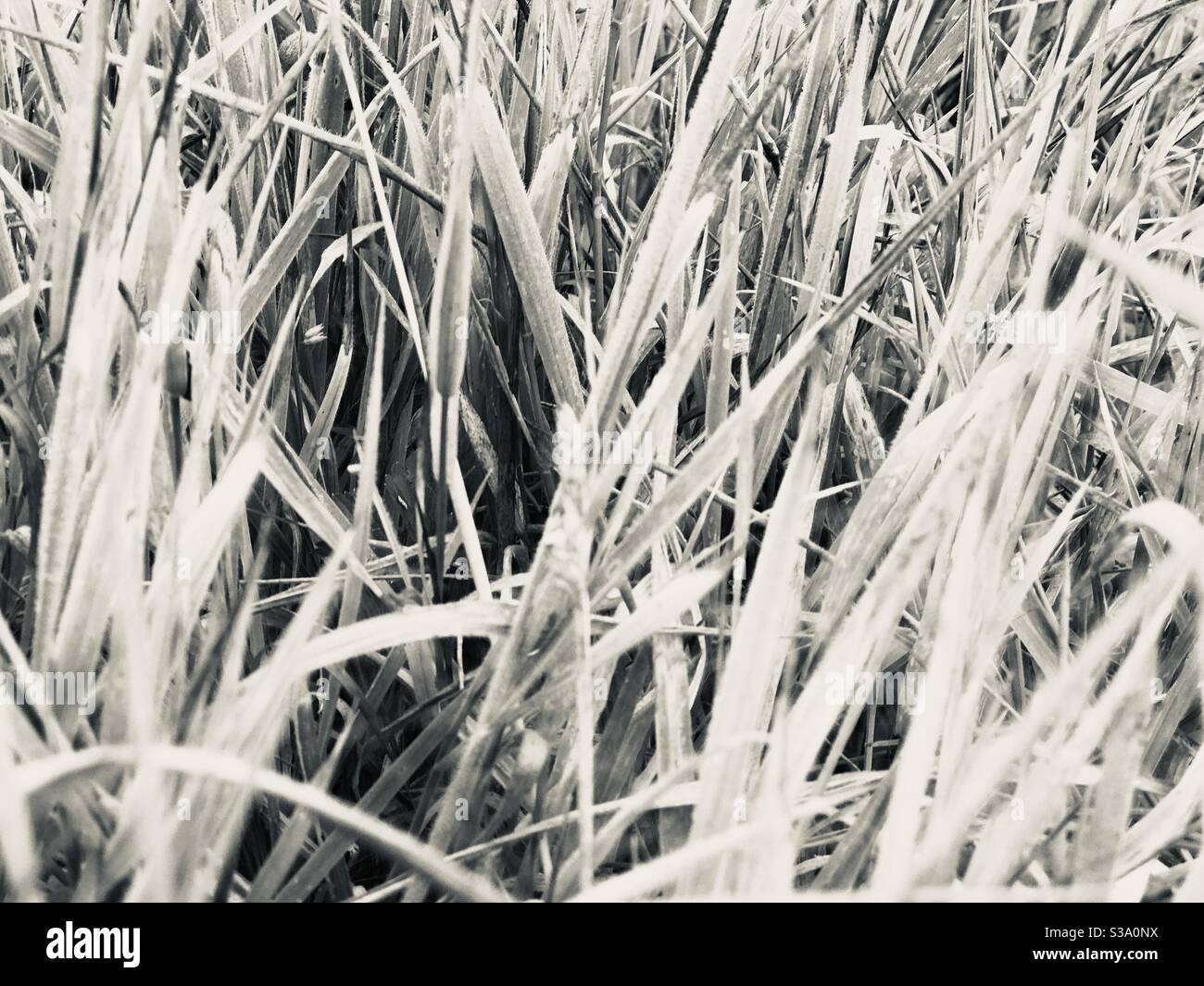 wild grasses monochrome - Smartphone Captured Stock Image