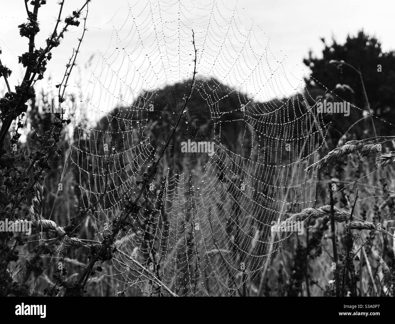 no spider in the web - Smartphone Captured Stock Image