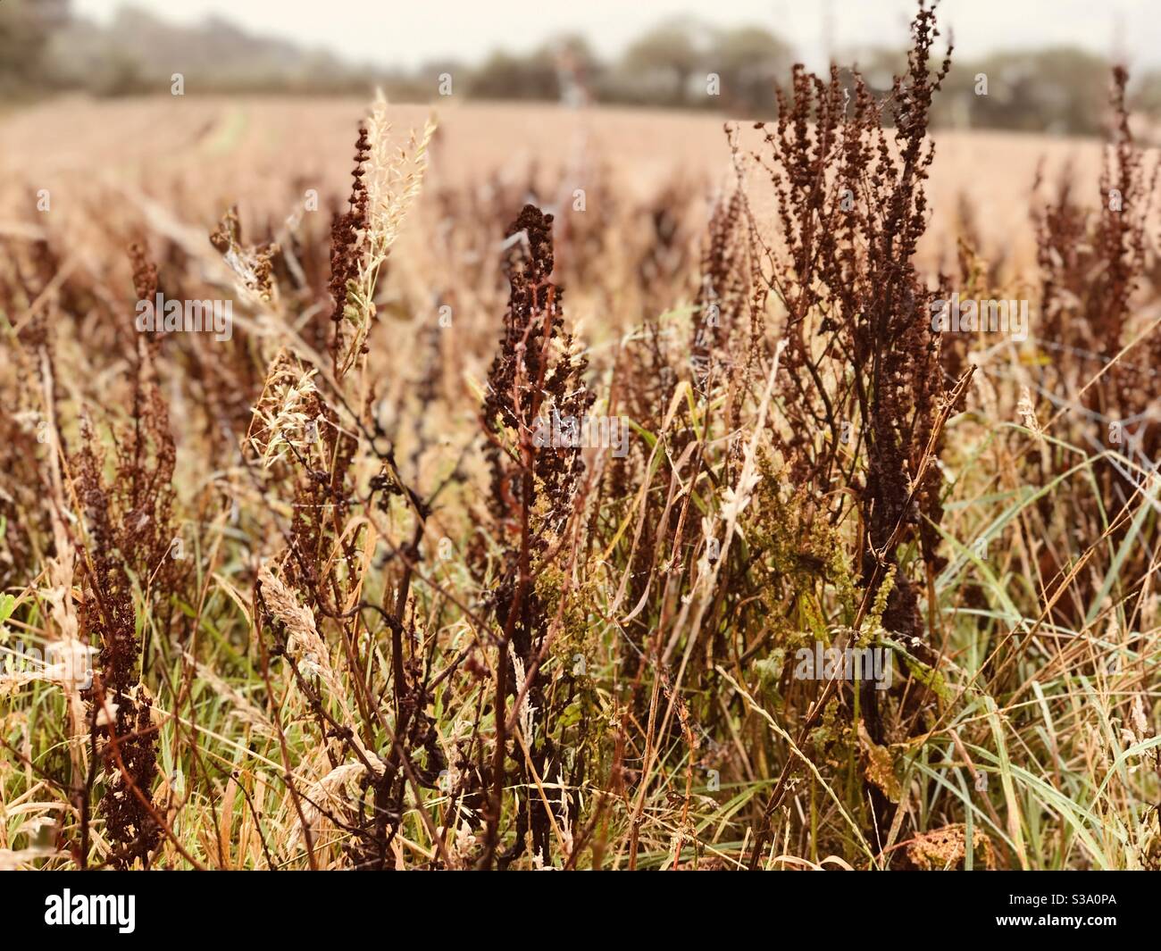 grasses and weeds in arable field Stock Photo