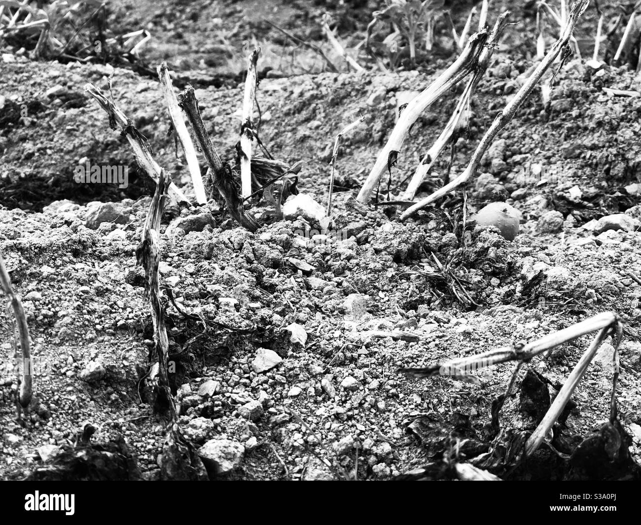 imagination of the western front - Smartphone Captured Stock Image