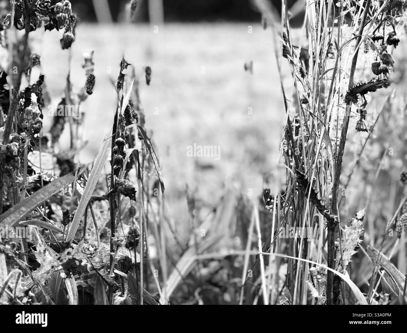 monochrome wild grasses - Smartphone Captured Stock Image