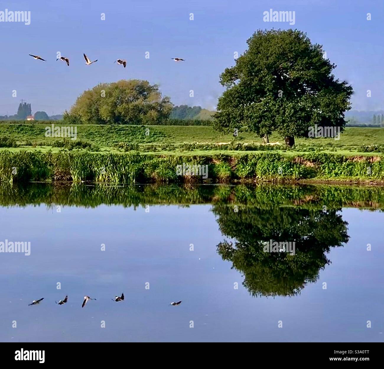Flying geese with riverside reflection Stock Photo