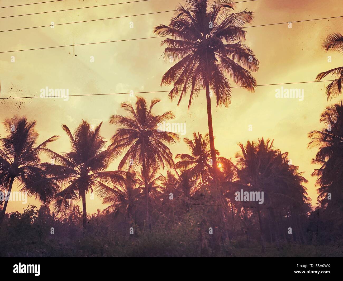 Coconut trees with grunge effect Stock Photo
