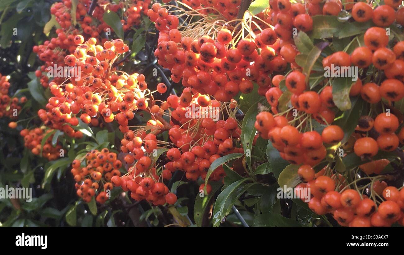Orange pyracantha berries in Autumn (Fall) in England, UK Stock Photo