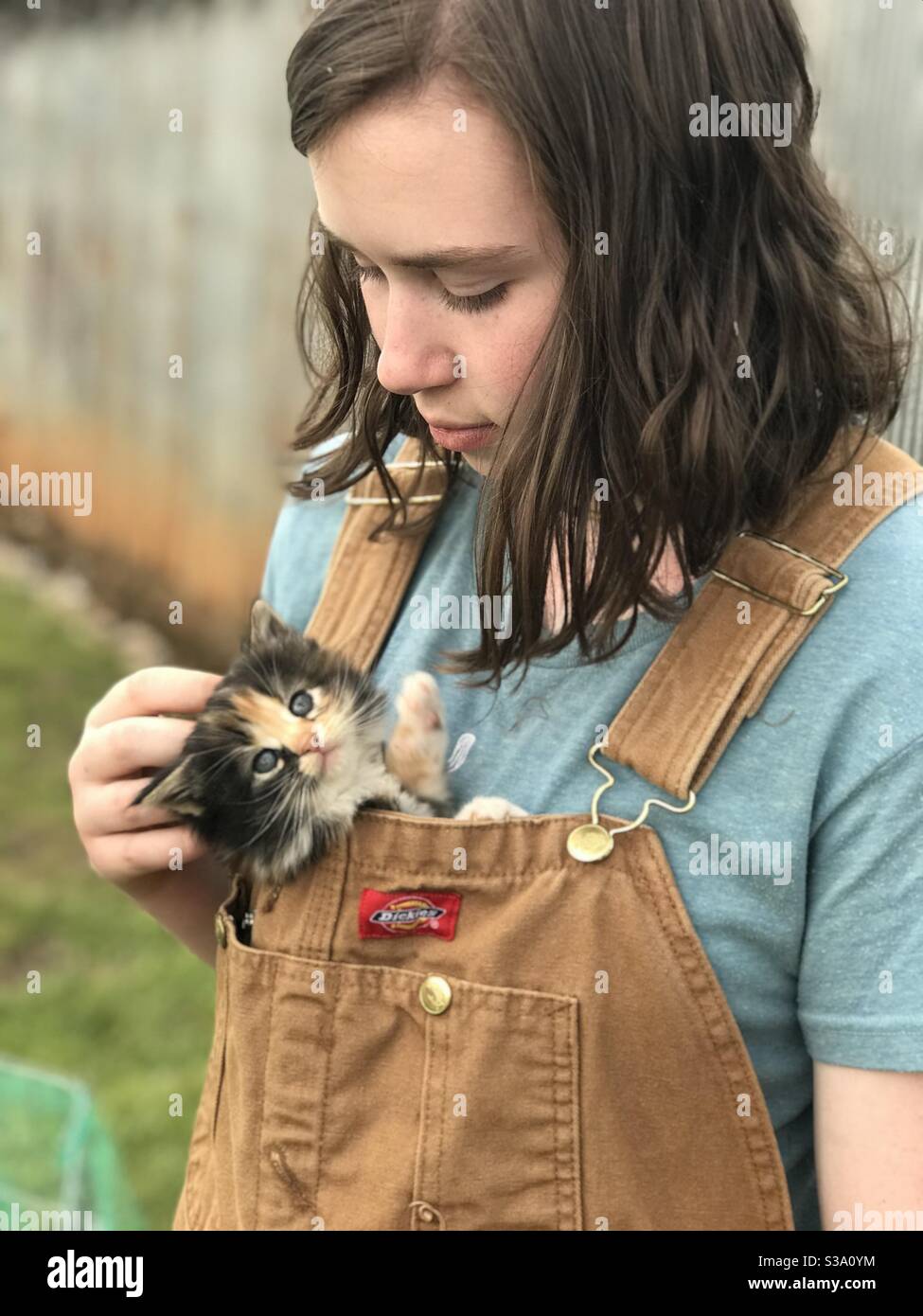 Kitten in overalls Stock Photo