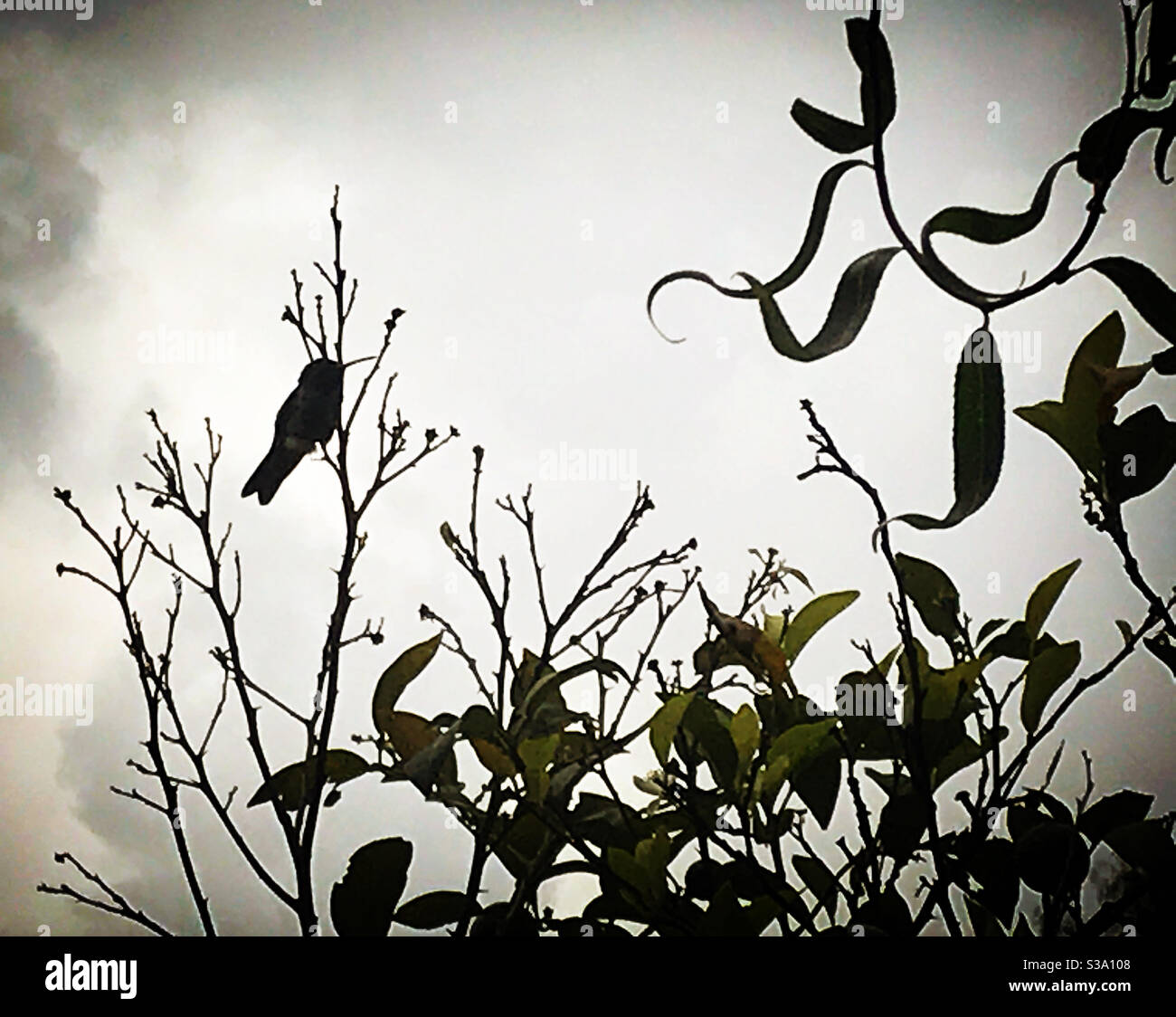 A hummingbird perches in an lemon tree in Coyoacan, Mexico City, Mexico