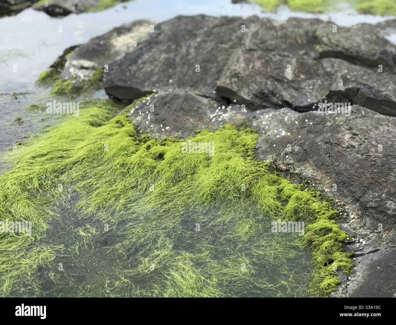 Moss On Rocks Images – Browse 650,428 Stock Photos, Vectors, and