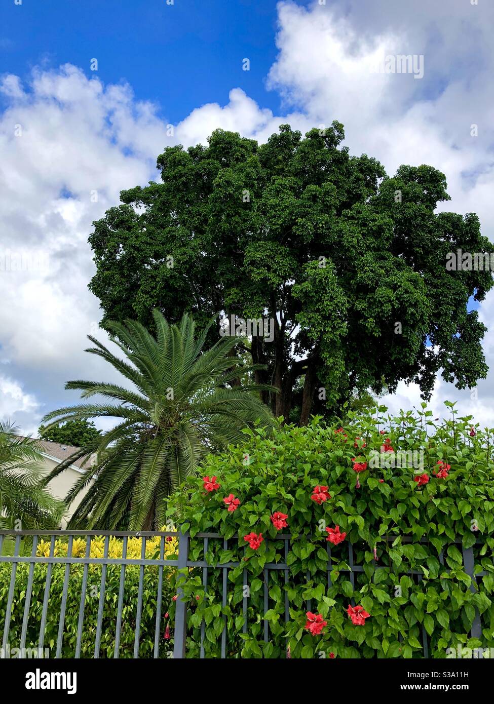 A variety of trees and plants in Florida : Hibiscus, Palm, and Bishopwood (Bischofia javanica.) Stock Photo