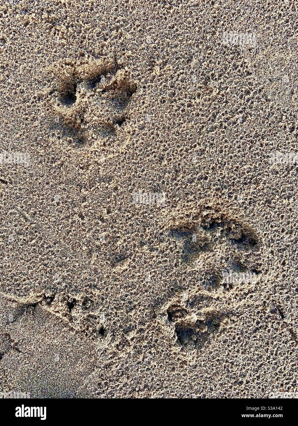Dog paw prints in the sand at Sandown, Yaverland, Isle of Wight, UK